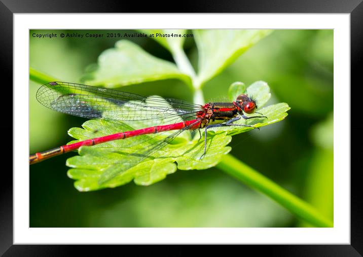 Damselfly Framed Mounted Print by Ashley Cooper