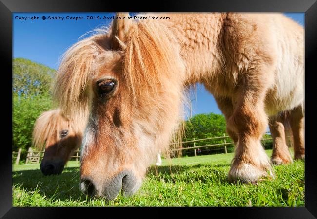  Shetland pony  Framed Print by Ashley Cooper