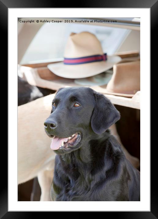 Labrador Framed Mounted Print by Ashley Cooper