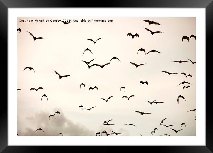 Bat flight. Framed Mounted Print by Ashley Cooper