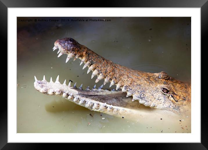 Crocodile. Framed Mounted Print by Ashley Cooper