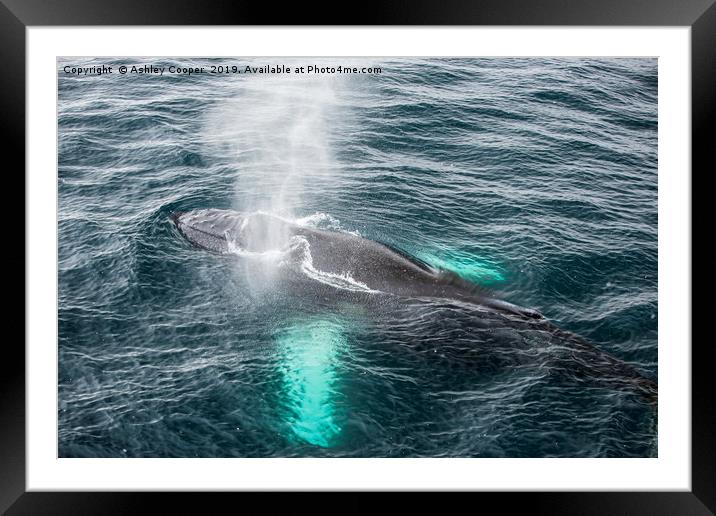Whale blow Framed Mounted Print by Ashley Cooper