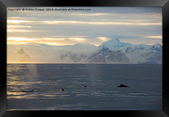 Whale dawn Framed Print by Ashley Cooper