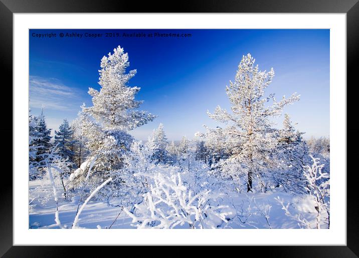 Finland forest. Framed Mounted Print by Ashley Cooper