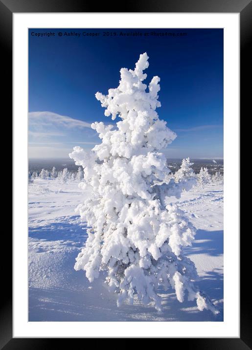 Tundra tree Framed Mounted Print by Ashley Cooper