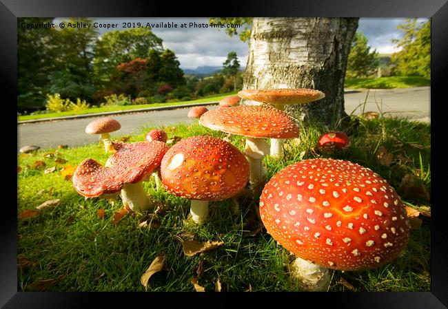 Fly Agaric  Framed Print by Ashley Cooper