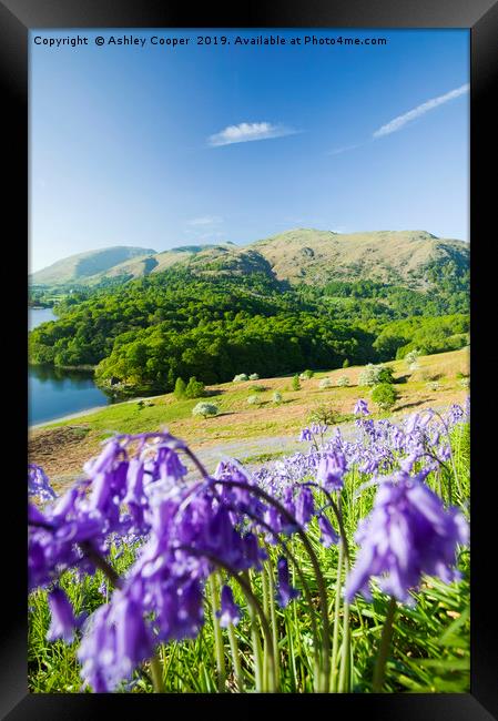 Bluebell spring. Framed Print by Ashley Cooper