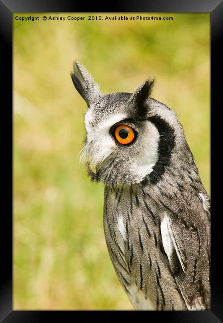 White Faced Owl  Framed Print by Ashley Cooper