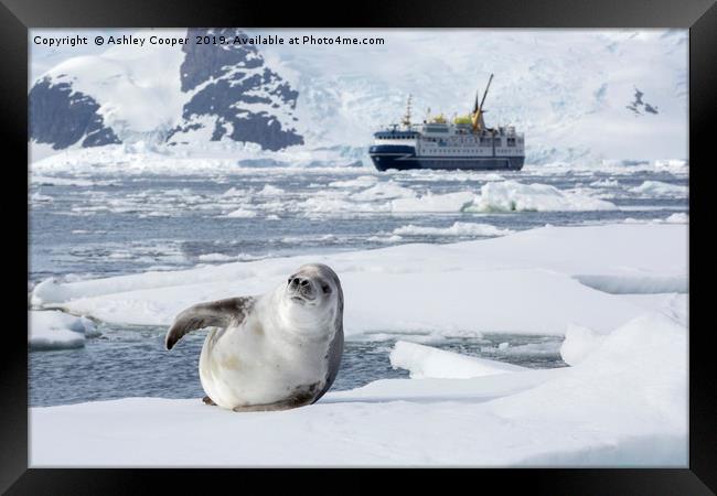 Seal berg. Framed Print by Ashley Cooper