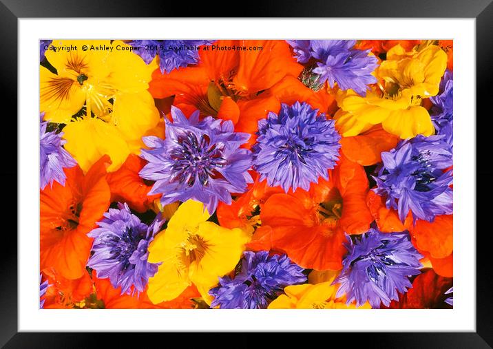 Summer flowers Framed Mounted Print by Ashley Cooper