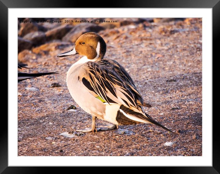 Pintail. Framed Mounted Print by Ashley Cooper