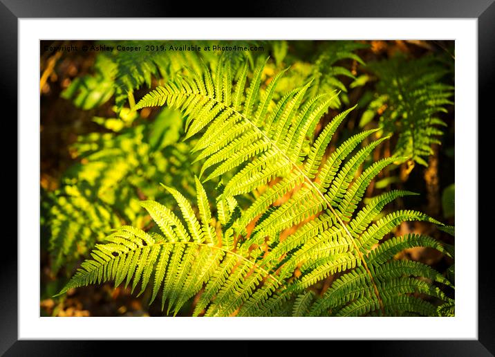 Ferns Framed Mounted Print by Ashley Cooper