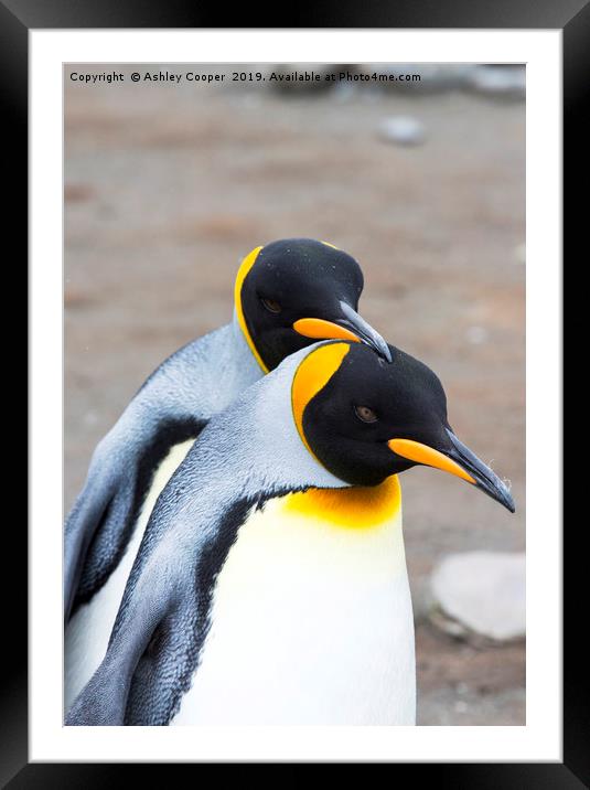 Penguin love. Framed Mounted Print by Ashley Cooper