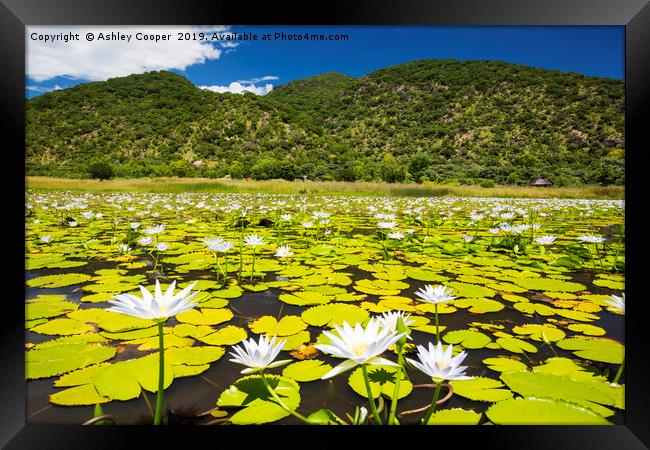 Lilly pond. Framed Print by Ashley Cooper