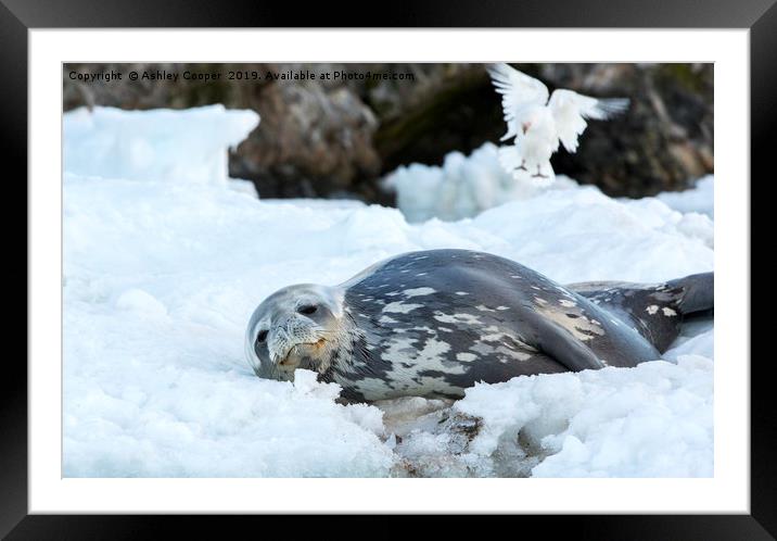 Seal chill. Framed Mounted Print by Ashley Cooper
