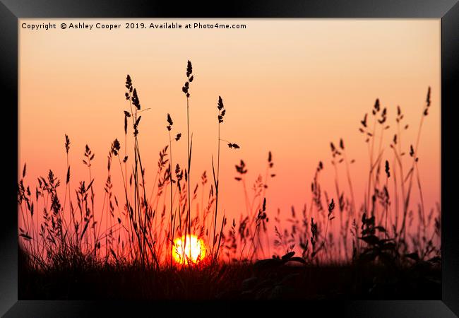 Grass glow. Framed Print by Ashley Cooper