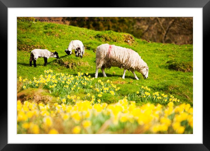 Spring lamb. Framed Mounted Print by Ashley Cooper
