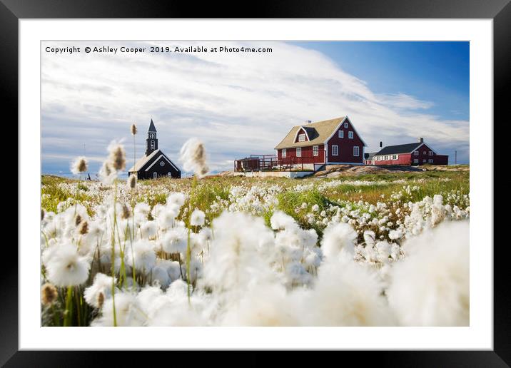 Cotton Grass. Framed Mounted Print by Ashley Cooper