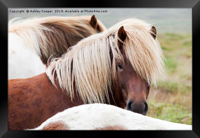 Iceland pony. Framed Print by Ashley Cooper