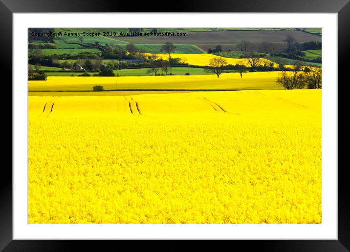Rape flowers. Framed Mounted Print by Ashley Cooper