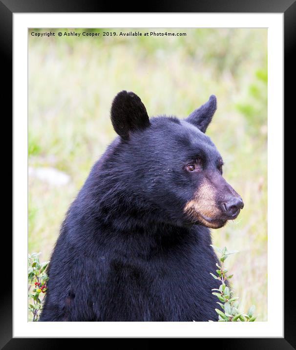Black Bear. Framed Mounted Print by Ashley Cooper