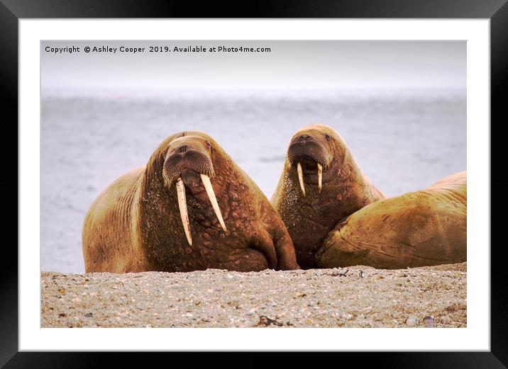 Walrus Framed Mounted Print by Ashley Cooper
