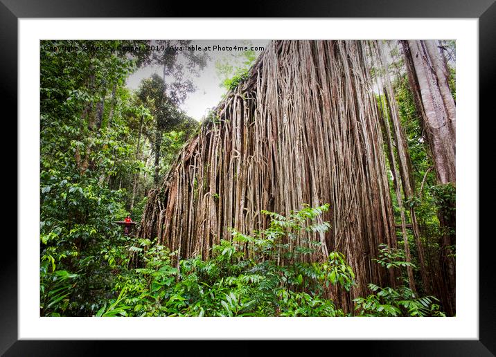 Curtain Fig Framed Mounted Print by Ashley Cooper