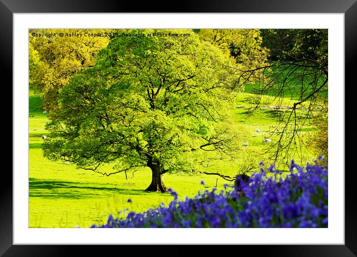 Mighty Oak. Framed Mounted Print by Ashley Cooper
