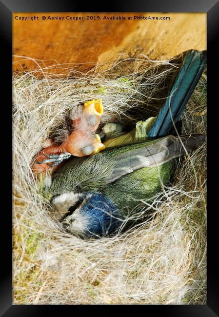 Nestling. Framed Print by Ashley Cooper