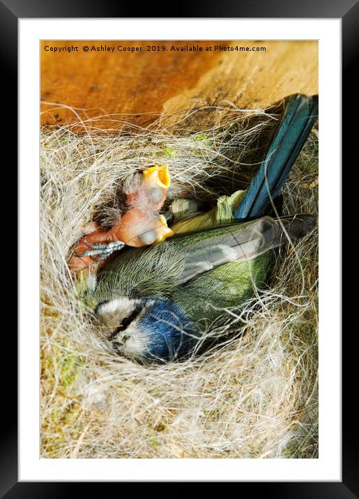 Nestling. Framed Mounted Print by Ashley Cooper