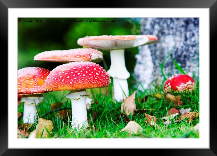 Fly Agaric fungi Framed Mounted Print by Ashley Cooper