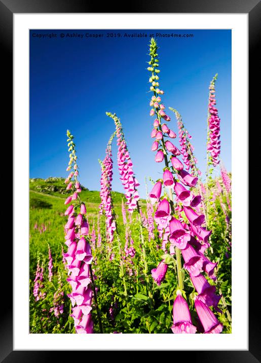Grasmere Foxgloves  Framed Mounted Print by Ashley Cooper
