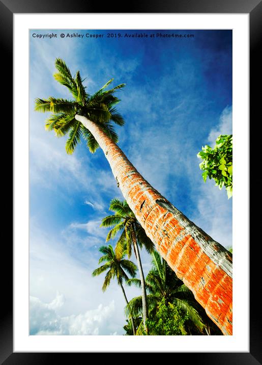 Coconut palms. Framed Mounted Print by Ashley Cooper