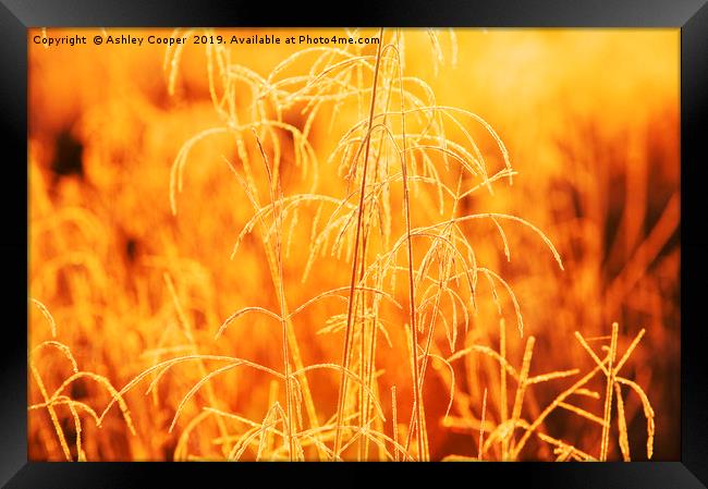 Gold Grasses  Framed Print by Ashley Cooper