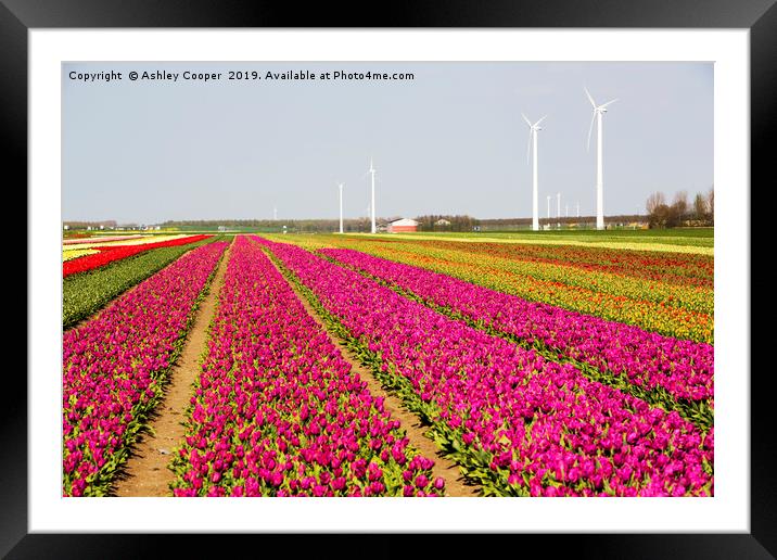 Tulip wind turbine. Framed Mounted Print by Ashley Cooper