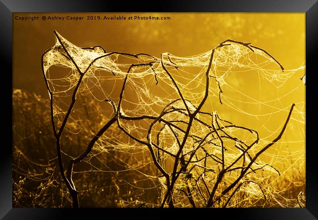 Spider dawn. Framed Print by Ashley Cooper
