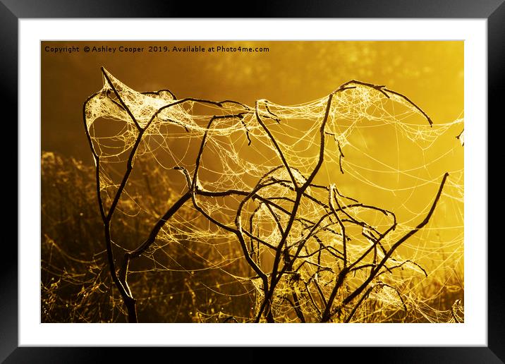Spider dawn. Framed Mounted Print by Ashley Cooper