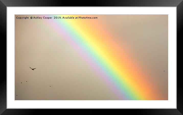 Rook Rainbow. Framed Mounted Print by Ashley Cooper
