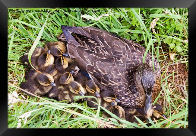 Mallard brood. Framed Print by Ashley Cooper