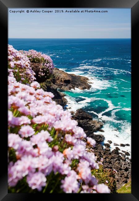 Sea Pinks. Framed Print by Ashley Cooper