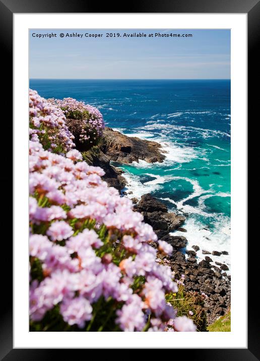 Sea Pinks. Framed Mounted Print by Ashley Cooper