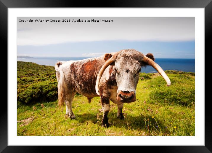 Longhorn bull. Framed Mounted Print by Ashley Cooper