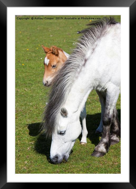 Pony and foal.  Framed Mounted Print by Ashley Cooper