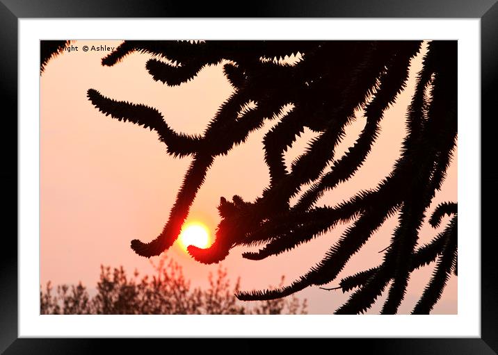 Monkey Puzzle. Framed Mounted Print by Ashley Cooper