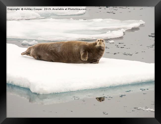 Bearded Seal. Framed Print by Ashley Cooper