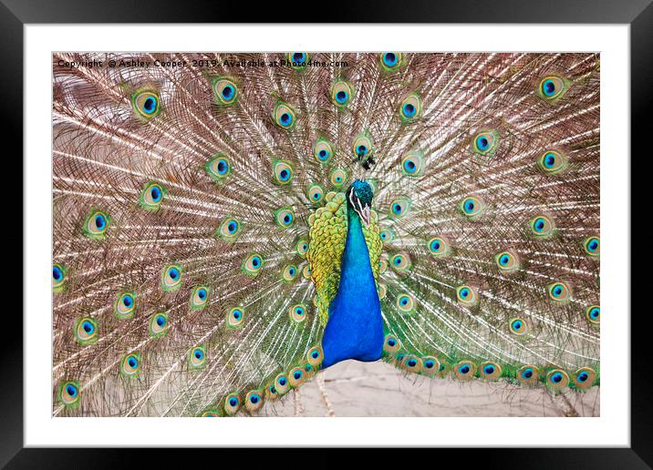 Displaying. Framed Mounted Print by Ashley Cooper