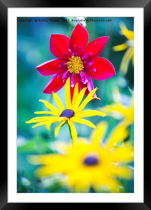 Red Yellow. Framed Mounted Print by Ashley Cooper