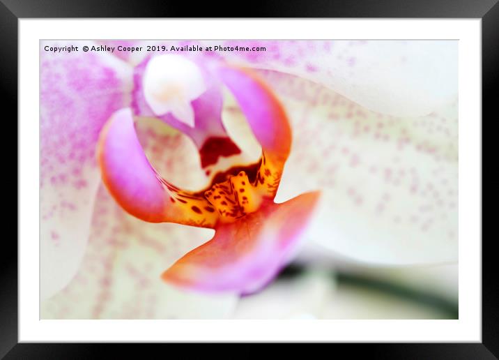 Orchid interior. Framed Mounted Print by Ashley Cooper