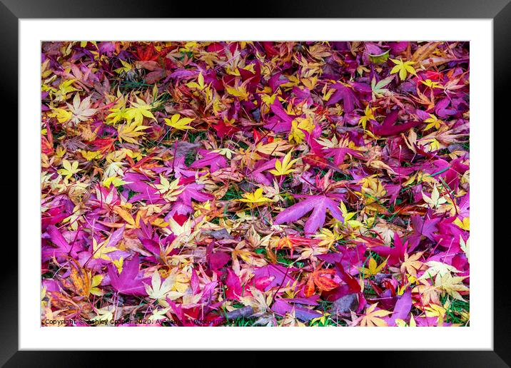 Autumn Leaves Framed Mounted Print by Ashley Cooper