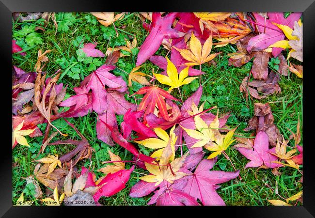 Leaf patterns, Framed Print by Ashley Cooper